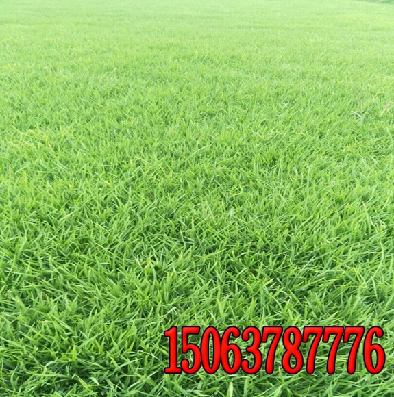 边坡绿化植生袋价格   