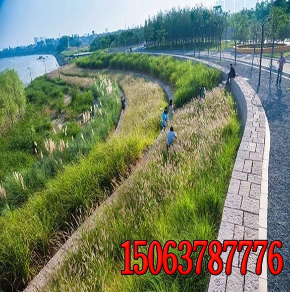高速公路边坡绿化  