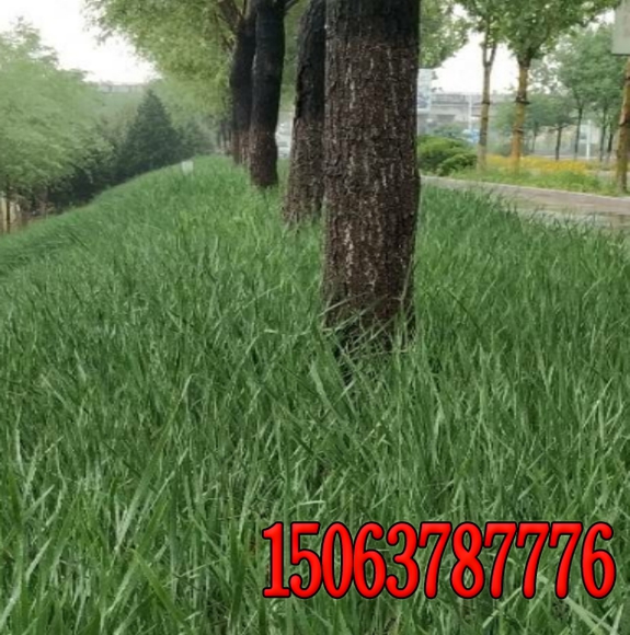 广西铁路边坡绿化   