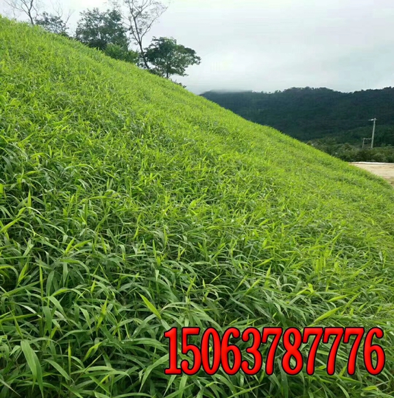 边坡绿化覆土