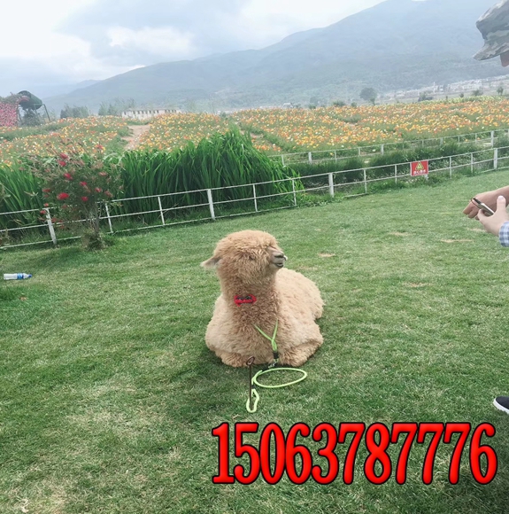 边坡绿化草种草坪种子