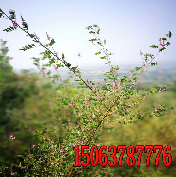 找工程边坡绿化无纺布