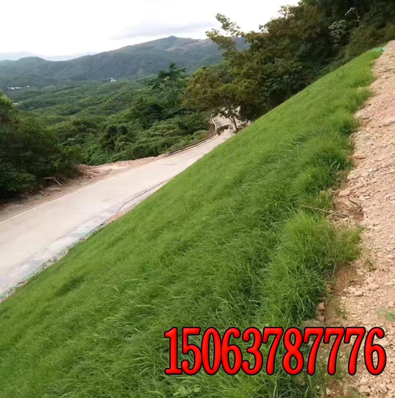 甘肃铁路边坡绿化
