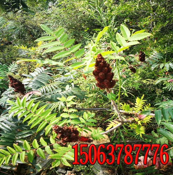 矿山边坡绿化无纺布