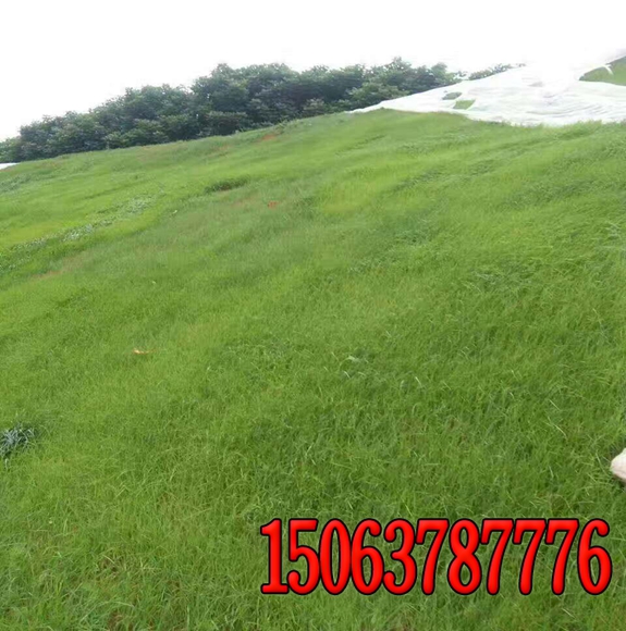 新疆铁路边坡绿化无纺布