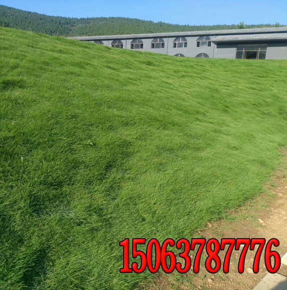 高速公路边坡绿化草种
