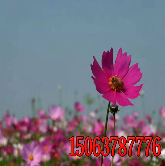 辽宁边坡绿化无纺布