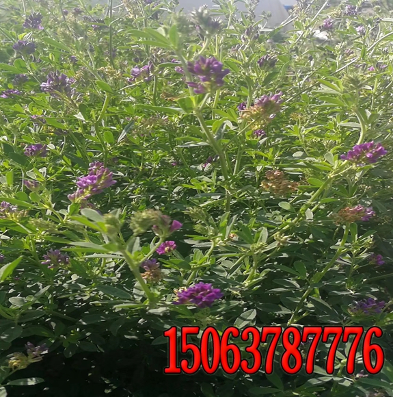 南方固土护坡草籽