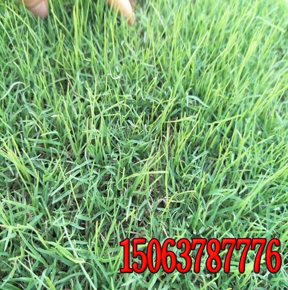 南方固土护坡草籽