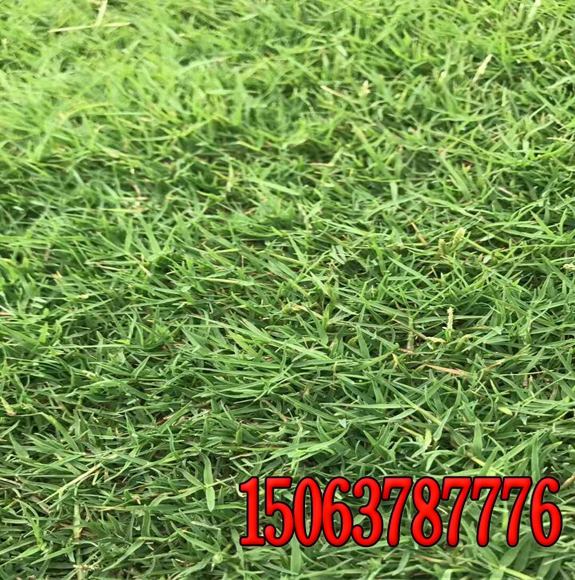 护坡一平方米大概用多少草籽
