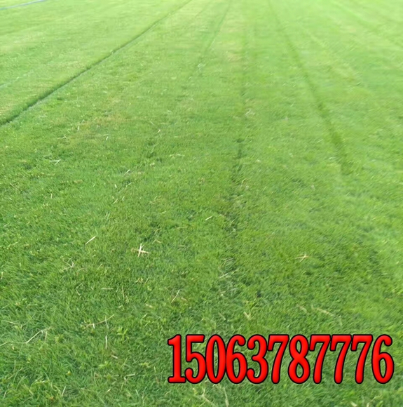 护坡草籽常用品种