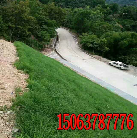 护坡防水土流失草籽有哪些