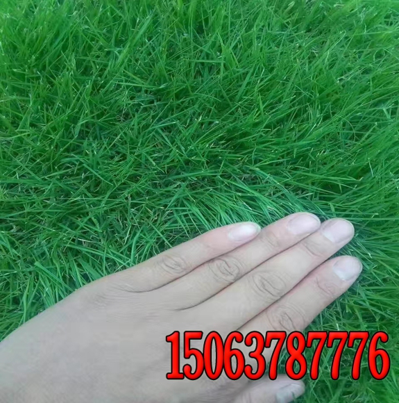 连锁砖生产护坡用什么草籽