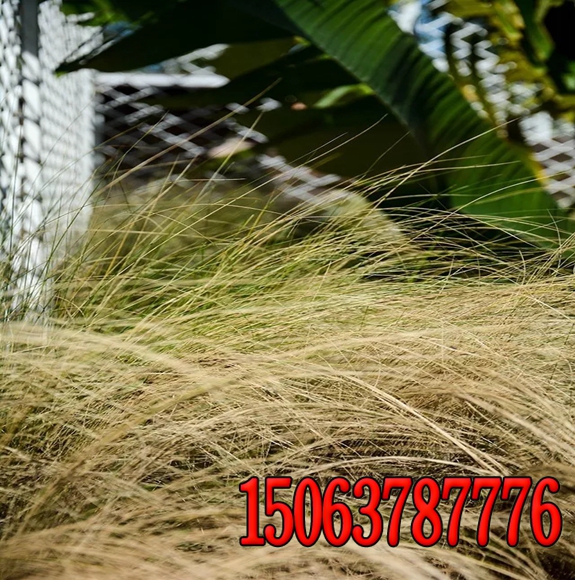 小区绿化草籽播种时间