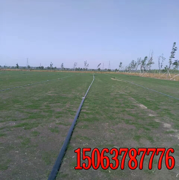 公路有哪些绿化草籽