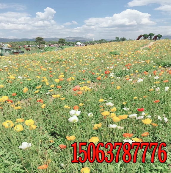 绿化种草籽好还是铺草皮好