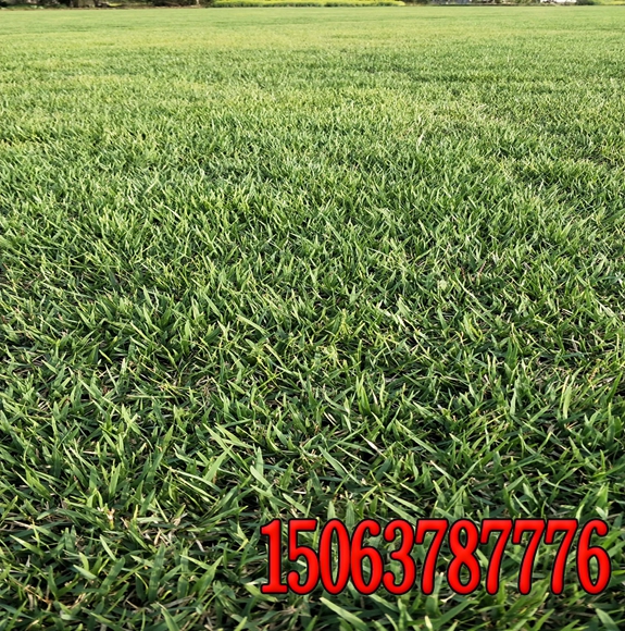 绿化种草籽好还是铺草皮好