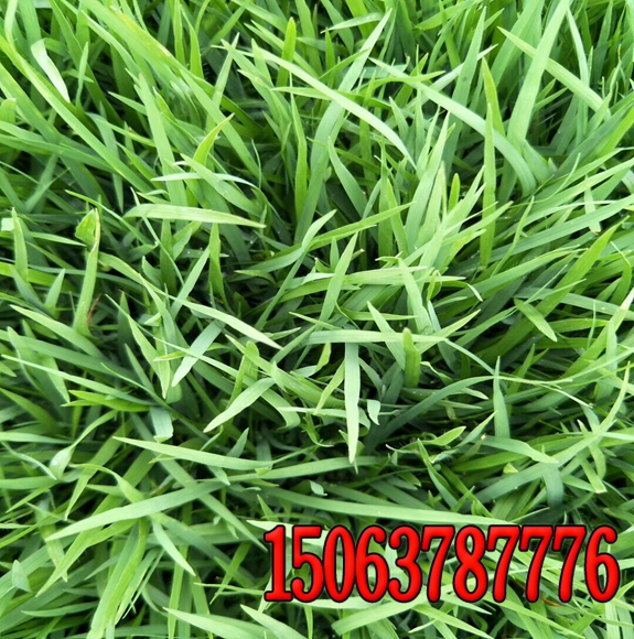 绿化园林草籽种植的方法