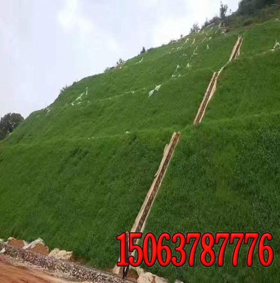 绿化草种植合适草籽