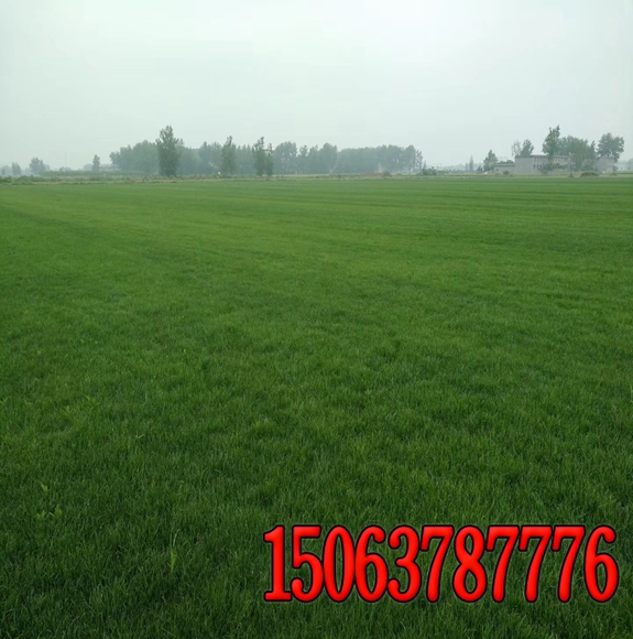 一公斤绿化草籽种地