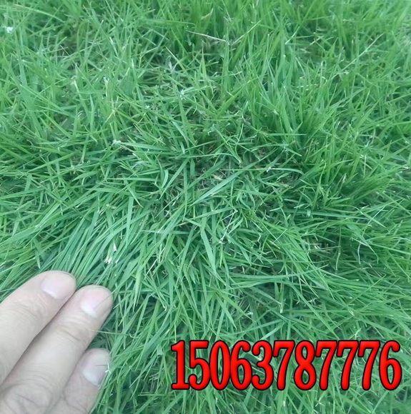 堤防一般撒什么绿化草籽