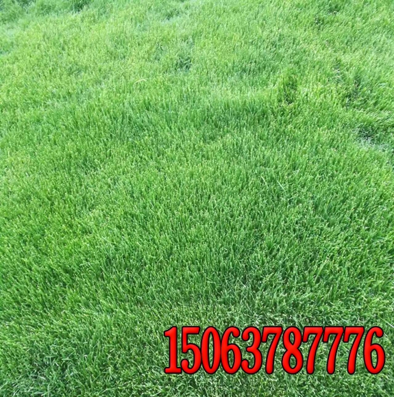 撒绿化草籽适合在几月份进行