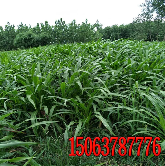 撒绿化草籽适合在几月份进行