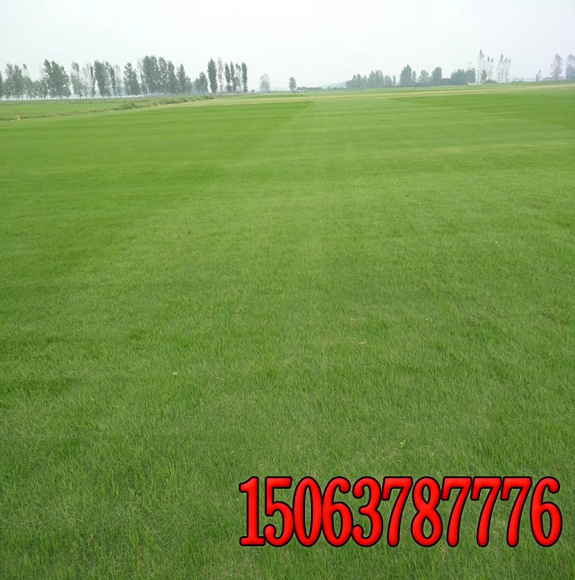 边坡草籽怎么做绿化施工