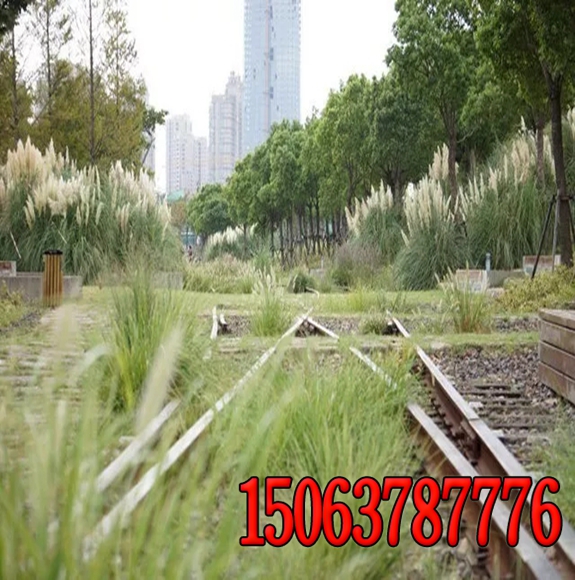 扶桑哪种绿化草籽好