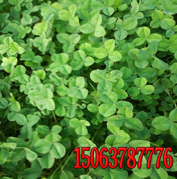 扶桑哪种绿化草籽好