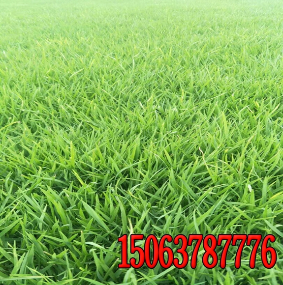 哪里有绿化草籽