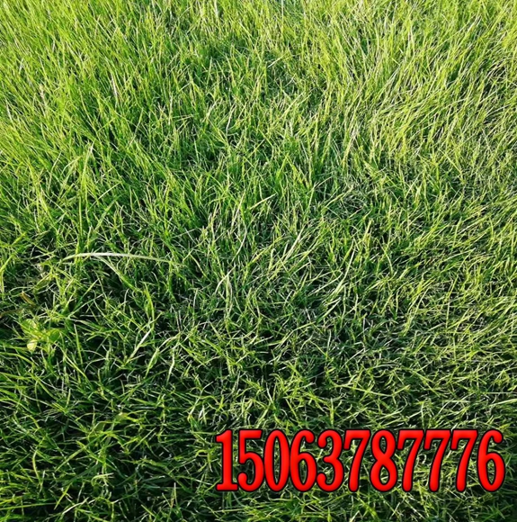 园林绿化怎么种植草籽