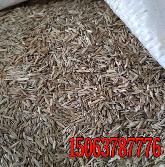 绿化哪种草籽好