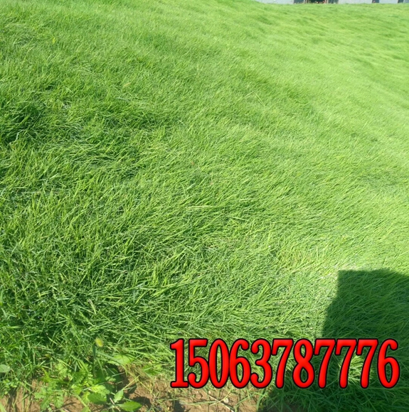荒山种什么草籽