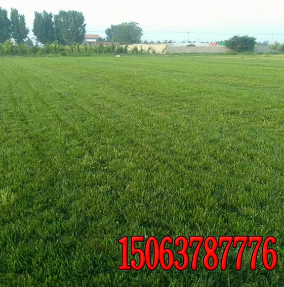 公路路肩绿化撒草籽的要求哪些