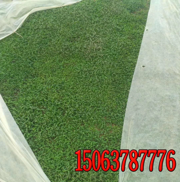 边坡绿化怎么种植树木