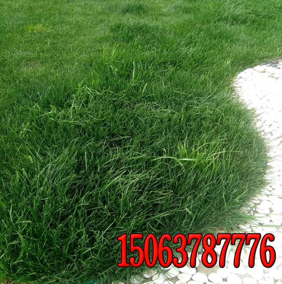 高海拔种植什么绿化草籽呀