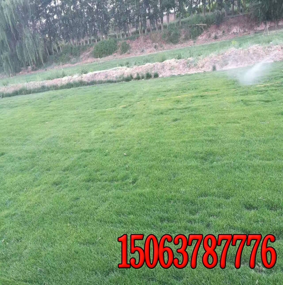 高海拔种植什么绿化草籽呀