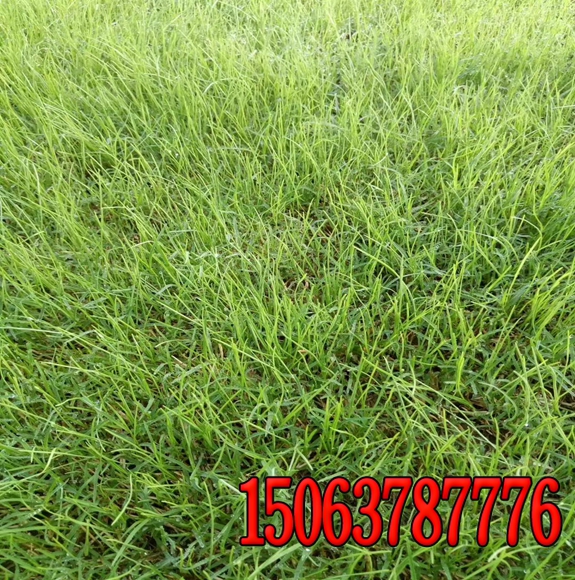 绿化草籽批发的价格