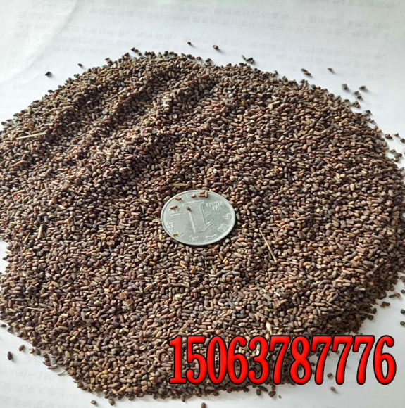 匍匐型的高羊茅