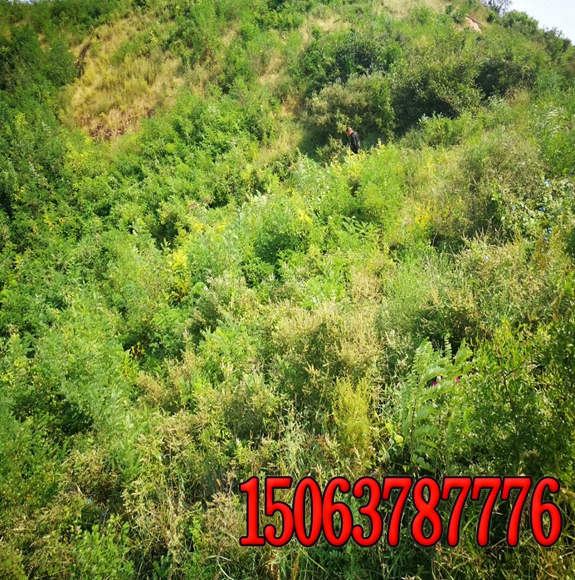 荒山放养牛种什么牧草