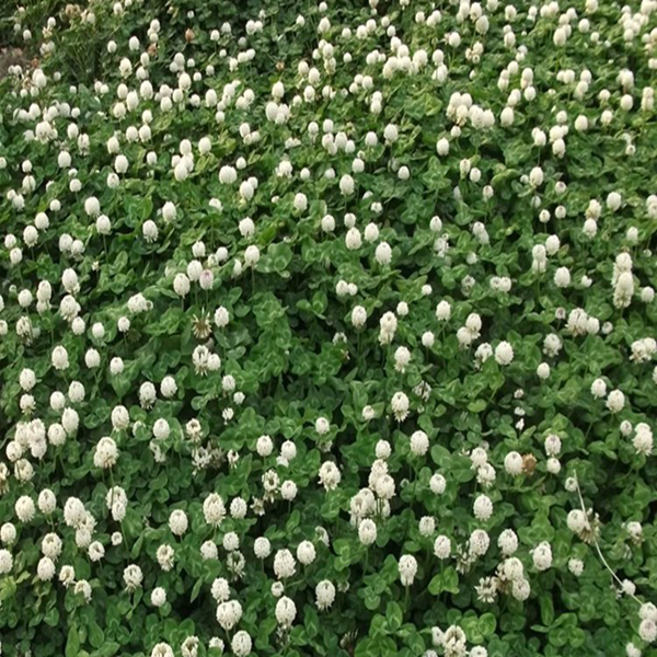 什么花可以做护坡？