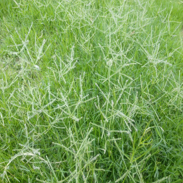 一亩地可以种多少护坡草籽