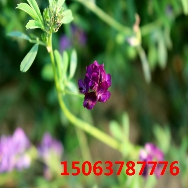 苜蓿草籽哪里能买到？