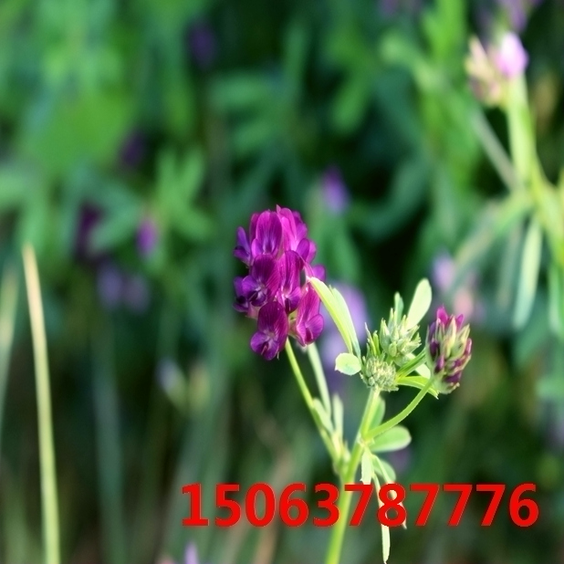 苜蓿草草籽哪里有卖？
