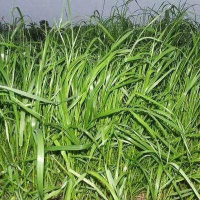 黑麦草种植技术和方法