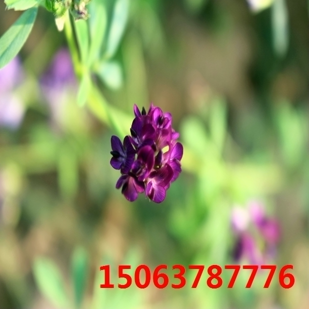 买苜蓿草籽种子去哪？