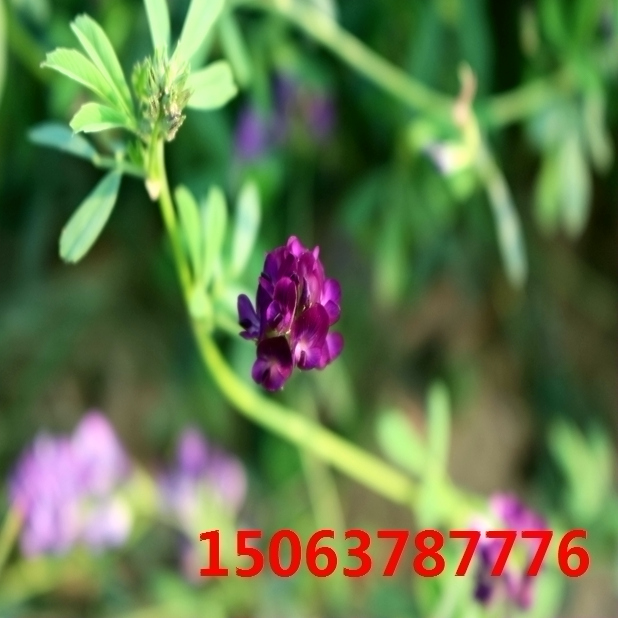 山西大同苜蓿草籽哪里有？