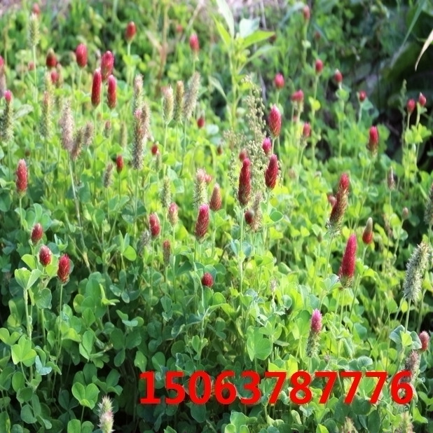如何买到紫花苜蓿草草籽？