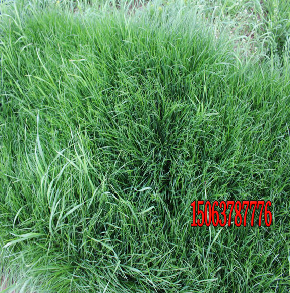 怎样种植早熟禾草坪？